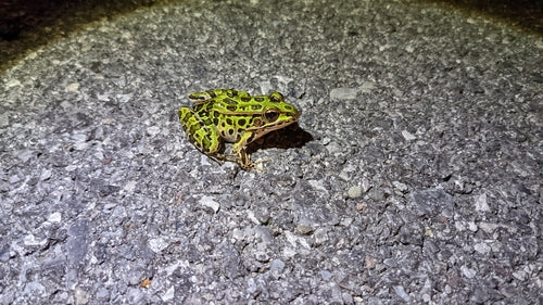 Leopardfrosch — Bild 5 von 9
