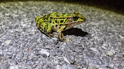 Leopardfrosch — Bild 4 von 9