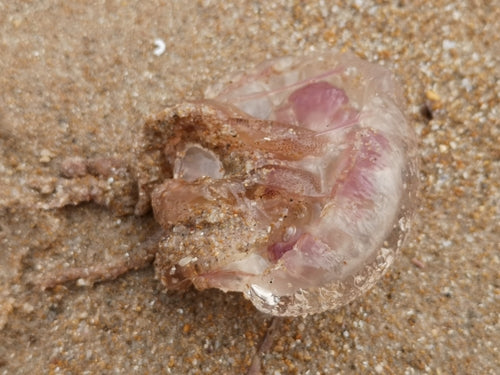 Leuchtqualle — Bild 2 von 9