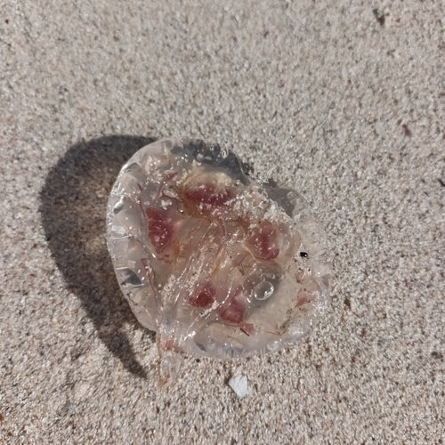 Leuchtqualle — Bild 3 von 9