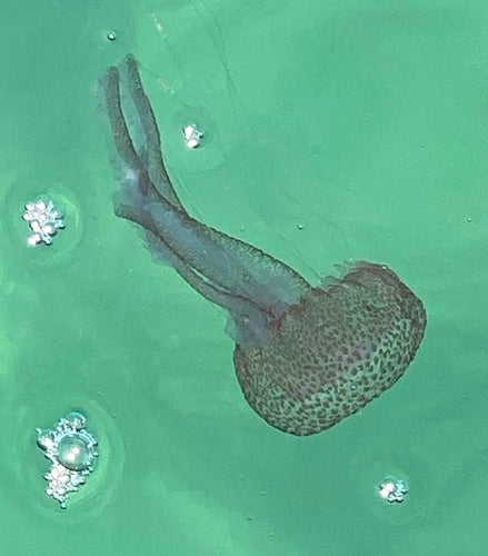 Leuchtqualle — Bild 5 von 9