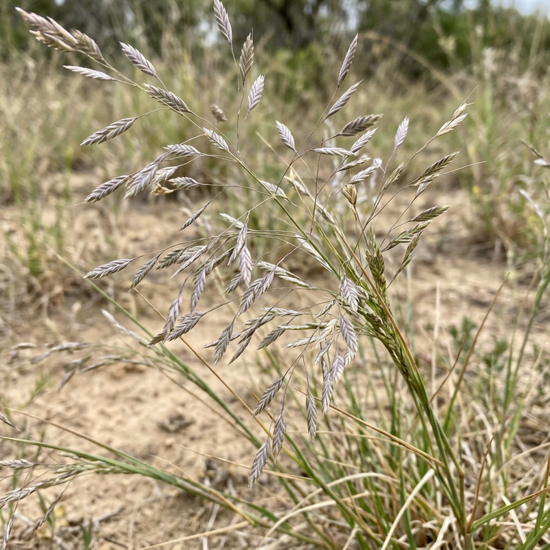Liebesgras (Eragrostis), KI-Illustration