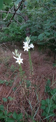 Lilien — Bild 2 von 8