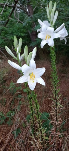Lilien — Bild 1 von 8