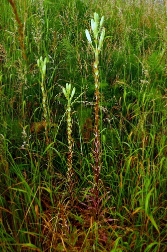 Lilien — Bild 4 von 8