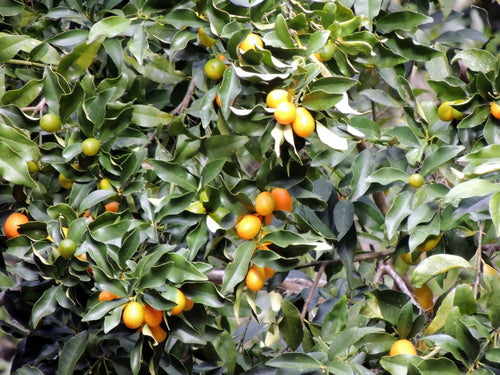 Limequat — Bild 2