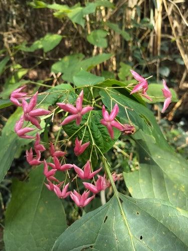Losbaum — Bild 4 von 10