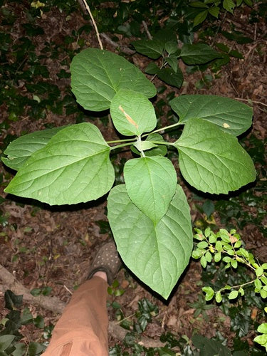 Losbaum — Bild 3 von 10