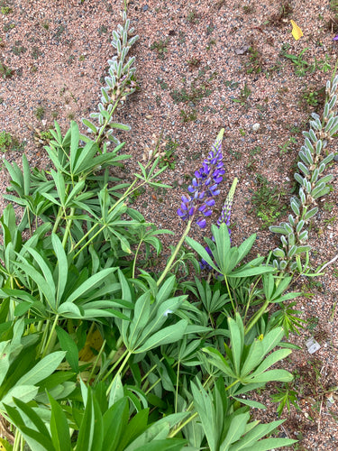 Lupinen — Bild 2 von 8