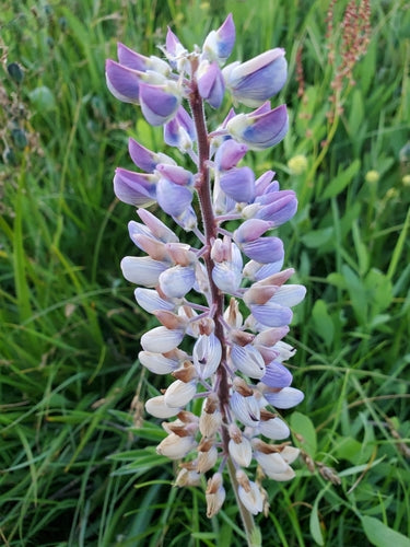 Lupinen — Bild 1 von 8