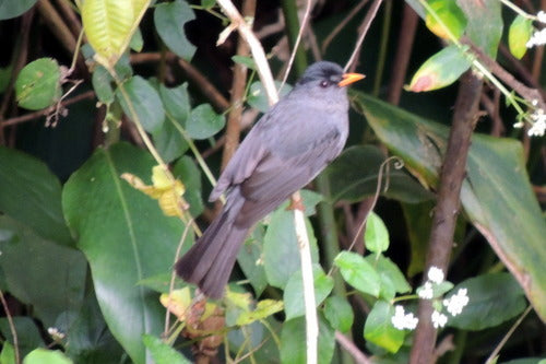 Madagaskar-Bulbul — Bild 4 von 8