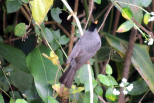 Madagaskar-Bulbul — Bild 2 von 8