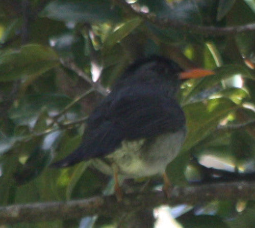 Madagaskar-Bulbul — Bild 1 von 8