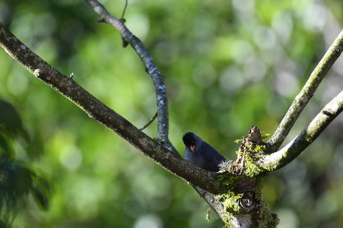 Madagaskar-Bulbul — Bild 5 von 8