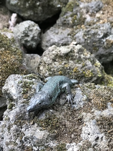 Madeira-Mauereidechse — Bild 3 von 9