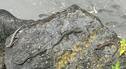 Madeira-Mauereidechse — Bild 4 von 9