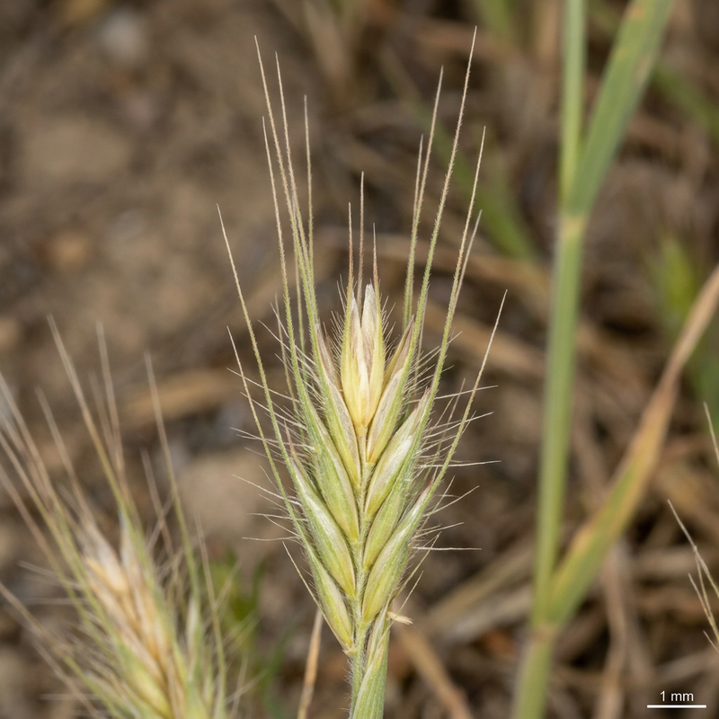 Mäuse-Gerste (Hordeum murinum), KI-Illustration