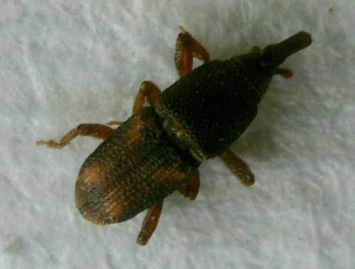 Maiskäfer — Bild 2