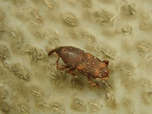 Maiskäfer — Bild 3