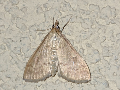 Maiszünsler — Bild 1