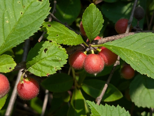 Mandelbaeumchen — Bild 4 von 5