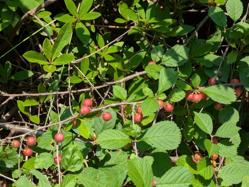 Mandelbaeumchen — Bild 3 von 5