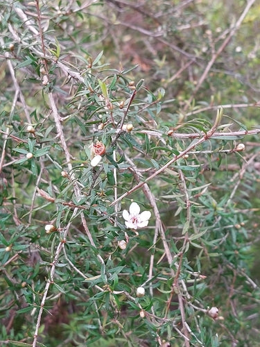 Manuka (Südseemyrte) — Bild 5 von 12