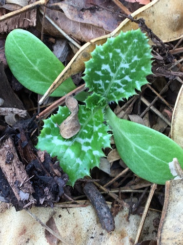 Mariendistel — Bild 5 von 9