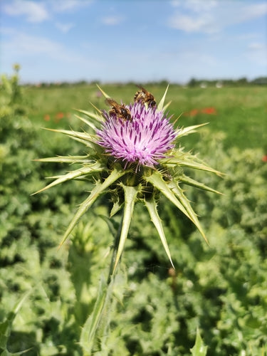Mariendistel — Bild 3 von 9
