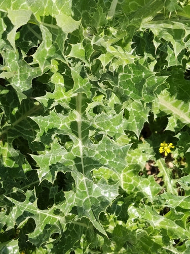 Mariendistel — Bild 2 von 9