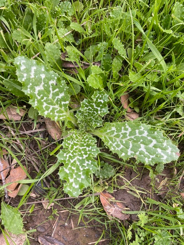 Mariendistel — Bild 4 von 9