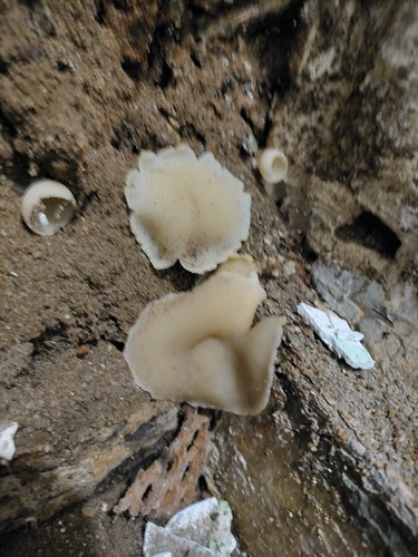 Mauerschwammerl — Bild 2
