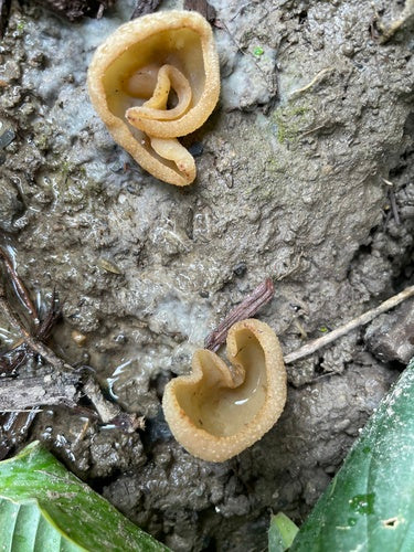 Mauerschwammerl — Bild 5