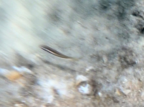 Meerjunker — Bild 3 von 10