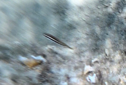 Meerjunker — Bild 4 von 10