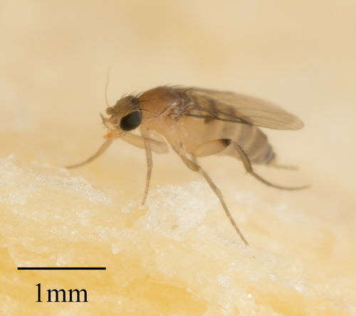 Megaselia Scalaris — Bild 1 von 8