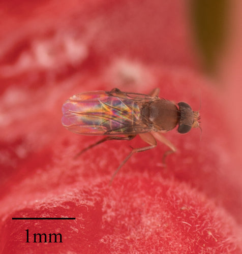 Megaselia Scalaris — Bild 5 von 8