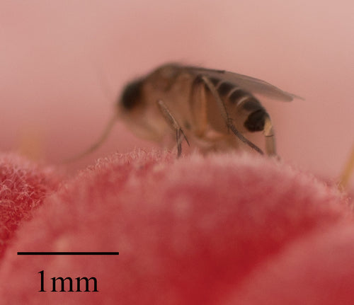 Megaselia Scalaris — Bild 3 von 8