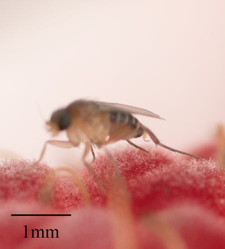 Megaselia Scalaris — Bild 2 von 8