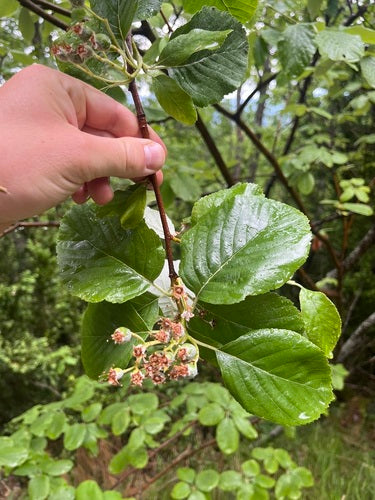 Mehlbeere — Bild 5 von 12