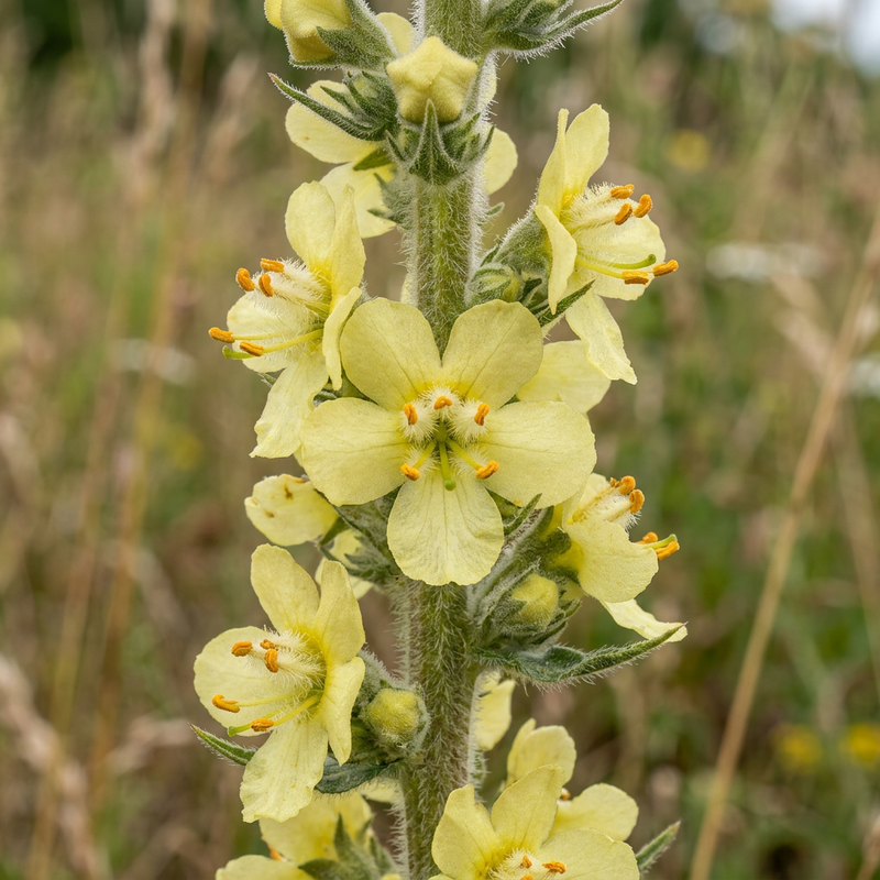 Mehlige Königskerze (Verbascum lychnitis), KI-Illustration