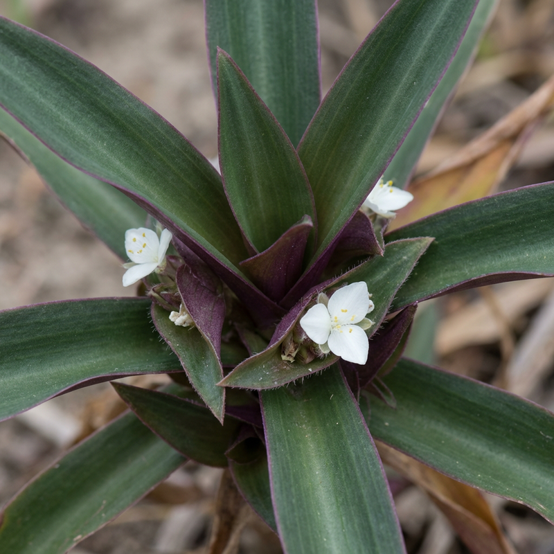 Mexikanische Dreimasterblume (Tradescantia spathacea), KI-Illustration