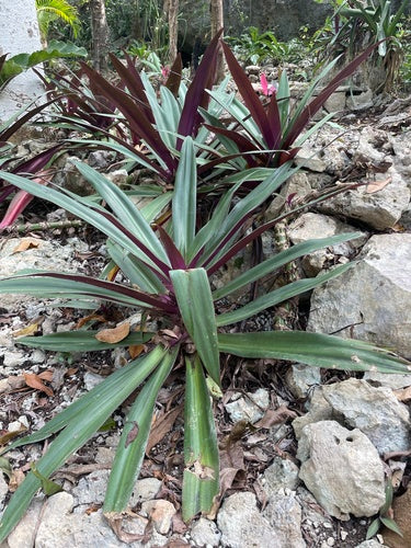 Mexikanische Dreimasterblume — Bild 4 von 8