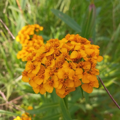Mexikanischer Estragon — Bild 2 von 9
