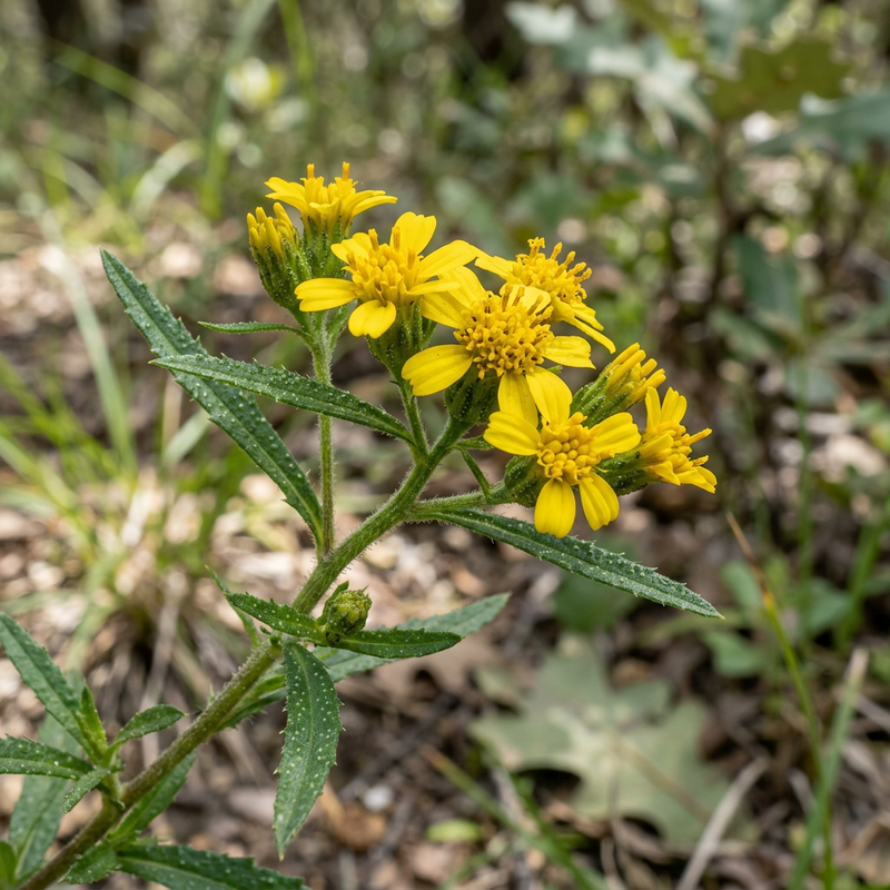 Mexikanischer Estragon (Tagetes lucida), KI-Illustration