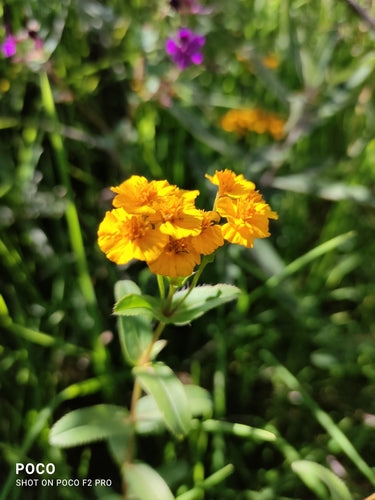 Mexikanischer Estragon — Bild 5 von 9