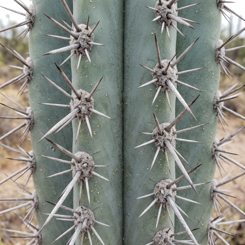 Mexikanischer Riesenkaktus (Pachycereus pringlei), KI-Illustration