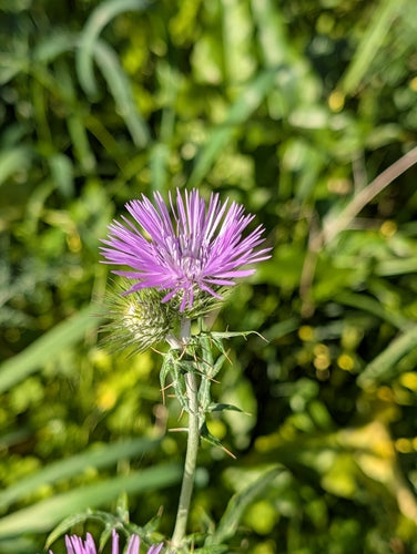 Milchfleckdistel — Bild 4 von 9