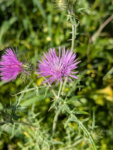 Milchfleckdistel — Bild 3 von 9