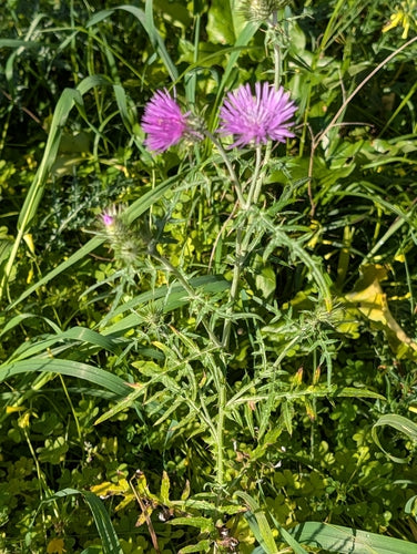 Milchfleckdistel — Bild 2 von 9